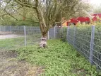 Baum im Schulgarten