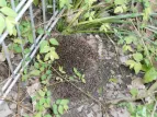Igel im Schulgarten