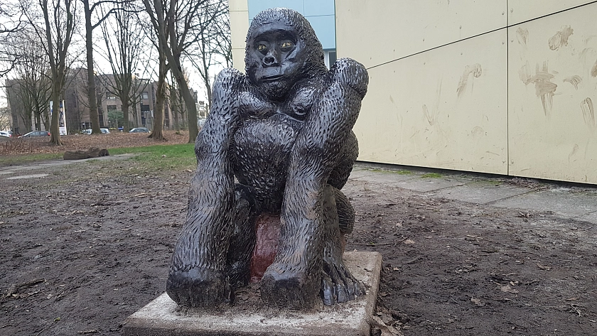 Gorilla